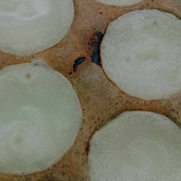 แม่มดขนมครกปากหม้อสาคู-สาขากรีนเวลท์