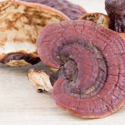 ชาใต้ ชานคร บ้านดู่