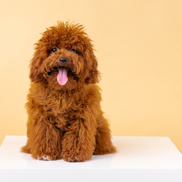 Tips for Coco