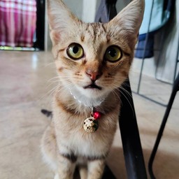 น้องแมวเหมียว(น้องวอดก้า)