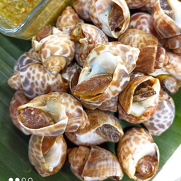 หอยหวานสดๆ