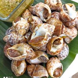 หอยหวาน