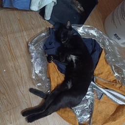 ดีดี้ แมวขี้เกียจจจจ