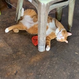 ขนมจีนเเม่ใบเตย สูตรโบราณ