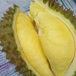 นานา__เซียนกะเพรา