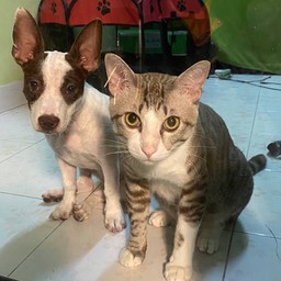 ทิปให้เด็กๆ สมทบทุนฉีดวัคซีนกันบ้า ถ่ายพยาธิ เห็บหมัด