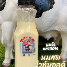 นมสดไวท์มอลต์เย็น (ขวด)