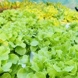 สลัดโรล ผักสดจากสวน By บ้านผักสลัด