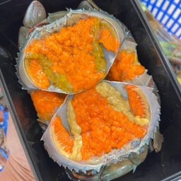 ปูใหญ่ไข่แน่น