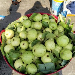 ลุงเอก ฝรั่งหนองข้างคอก