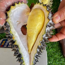 ทุเรียนหมอนทองราดำ 1kg เนื้อหวานเจี๊ยบ