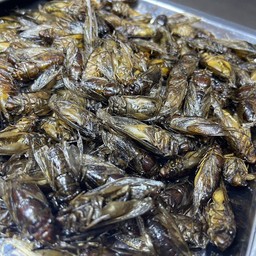 ศูนย์รวมแมลงทอด สาขาตลาดไนท์เจ้าพระยาพลาซ่า สาขาตลาดไนท์เจ้าพระยาพลาซ่า