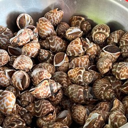 หอยหวานหมากเผา