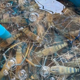 กุ้งแม่น้ำเผา