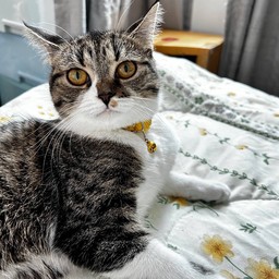 ความน่ารัก และกำลังใจ เมี้ยวโคนิ