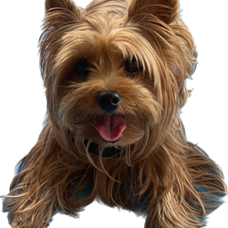 No.1 น้องไข่มุก