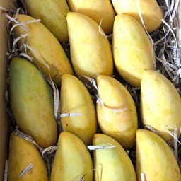 มะม่วงนำ้ดอกไม้ ลูกละ