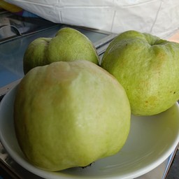 ฝรั่งสด
