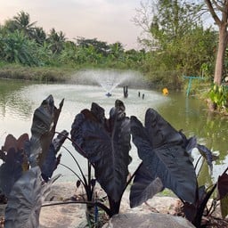 บ่อน้ำข้างๆร้าน ให้อาหารปลาได้