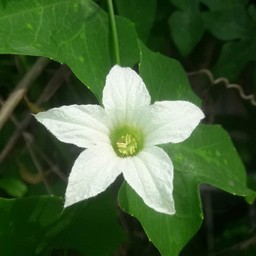 ตำลึงลวก