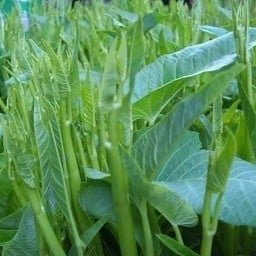 ผักบุ้งลวก