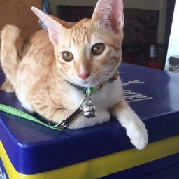 ให้ทิปด.ช.ปลากรอบสุดหล่อ