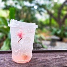 ซากุระอุเมะโซดา