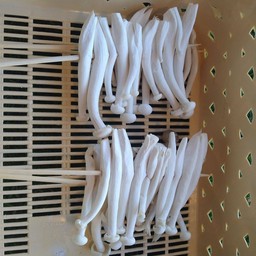 เห็ดหลินขาว