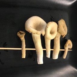 K 平菇 เห็ดนางรม