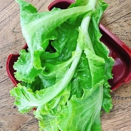 ผักกาดหอม