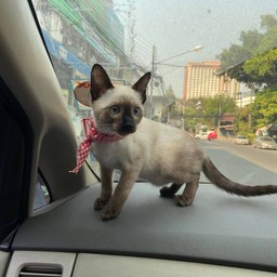 ลีโอ เห็ดออรินจิ