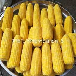 ข้าวโพด_ข้าวหลาม_สังขยา สาขา_ซอยวชิรธรรมสาธิต_6(อาคารชุดร่วมน้ำใจ ตึกสีส้ม)