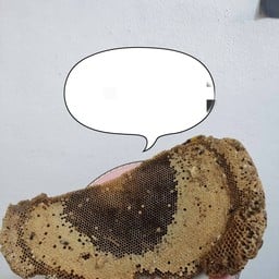 รังอ่อนผึ้งป่า