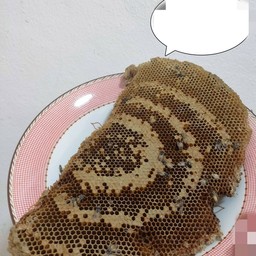 รังผึ้งอ่อน