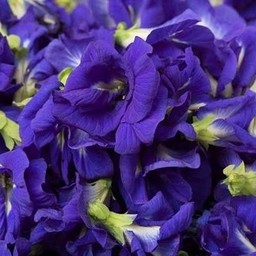 อัญชันมะนาว