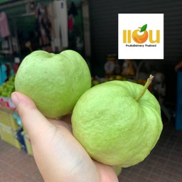 ฝรั่งกิมจู สามพราน kg