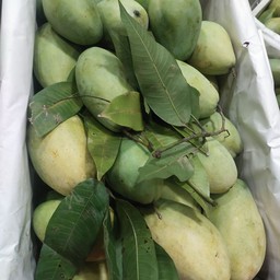 มะม่วงแก้วขมิ้น3กก.