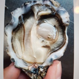 Ostra Regal Oyster Super Special  No.3