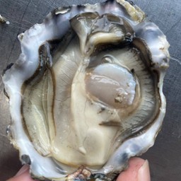 Fine de claire ) No.4