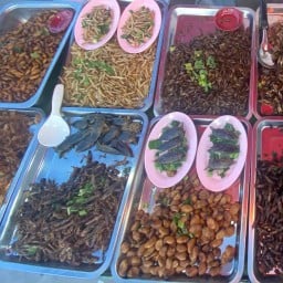 ปิ่นโตแมลงทอด ตะวันออก