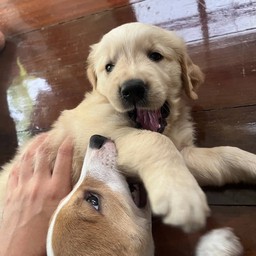 ค่าขนมหมาอ้วน