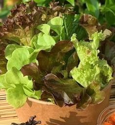 ผักสลัด