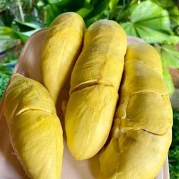 ทุเรียนภูเขาไฟ 1KG.