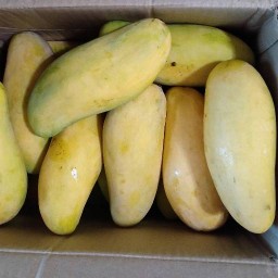 กำตังค์🥭🥭🥭มะม่วงสุก