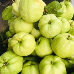 ฝรั่งกิมจูสด