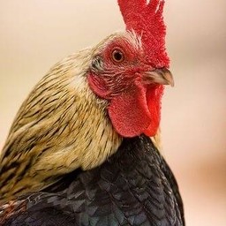 หม่าล่าอาบัง