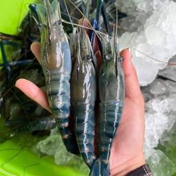 กุ้งเเม่น้ำ