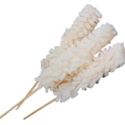 ปลาหมึก l Squid