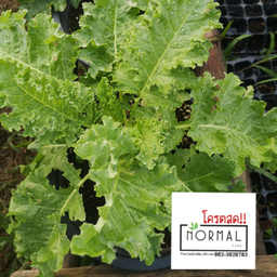 โคตรสด(NORMAL FARM)