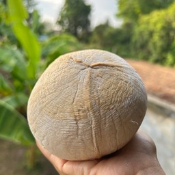 มะพร้าวสด แช่เย็นๆเลยจ้าไซจัมโบ้ว